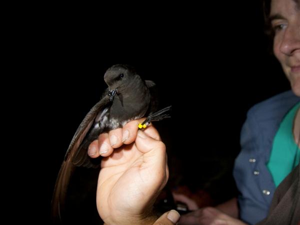 Bird in the hand, Dr Steffi Ismar holds the first NZ storm petrel captured on land, 22 Feb 2013.